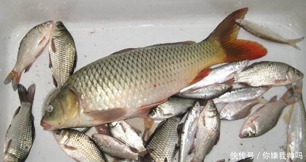 野钓没口,挂钱也没用!这3种破解招式