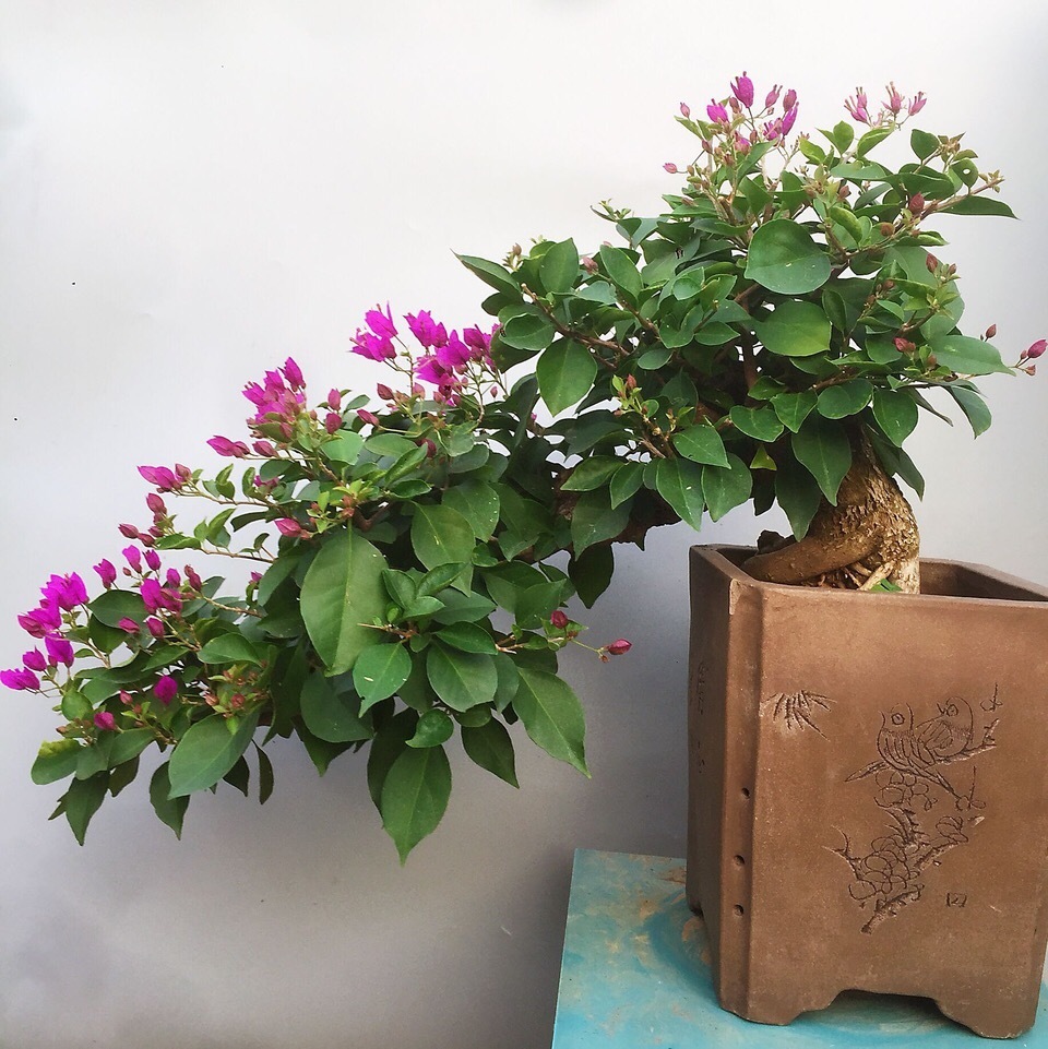 三角梅叶子“卷曲”、不开花学会这几招，叶子嗖嗖冒，花朵爆盆