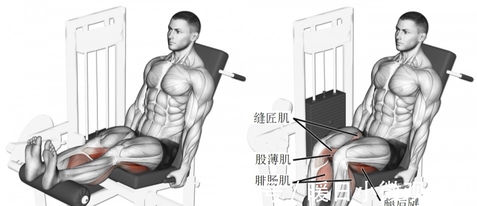 肌肉|为何健身人士都不会忽略腿部训练？掌握多种腿部训练动作