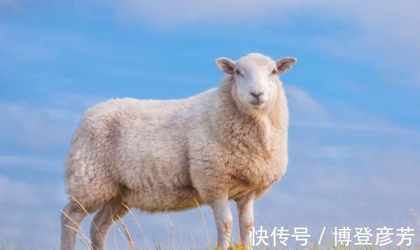 羊人|十羊九不全：揭秘67年生肖羊的毕生寿命，过了53岁后什么命？