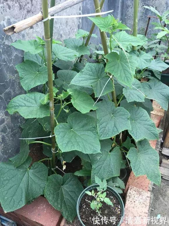 养花|3种“水果”蔬菜,阳台就能种,青脆爽口,老人小孩都爱吃!