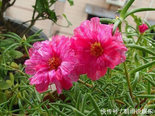 一年生|养一年生太阳花和宿根太阳花，用1招，一棵养2年，开花多变老桩