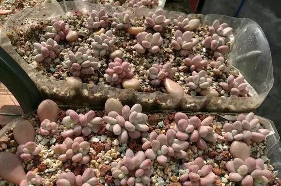 只要家里有油桶,就不用花钱买花盆!多肉种在油桶里,叶子胖嘟嘟