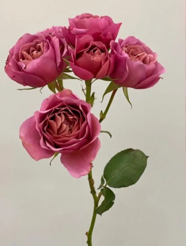 银河|诗词丨七夕:衣带渐宽终不悔,为伊消得人憔悴