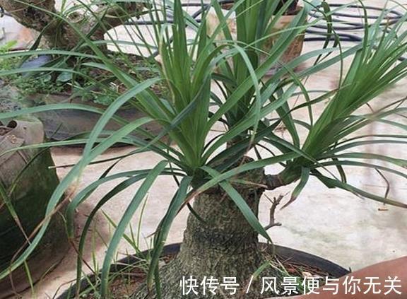 沙漠玫瑰|把这三种花摆客厅，一个月浇水一次，反而变旺盛！