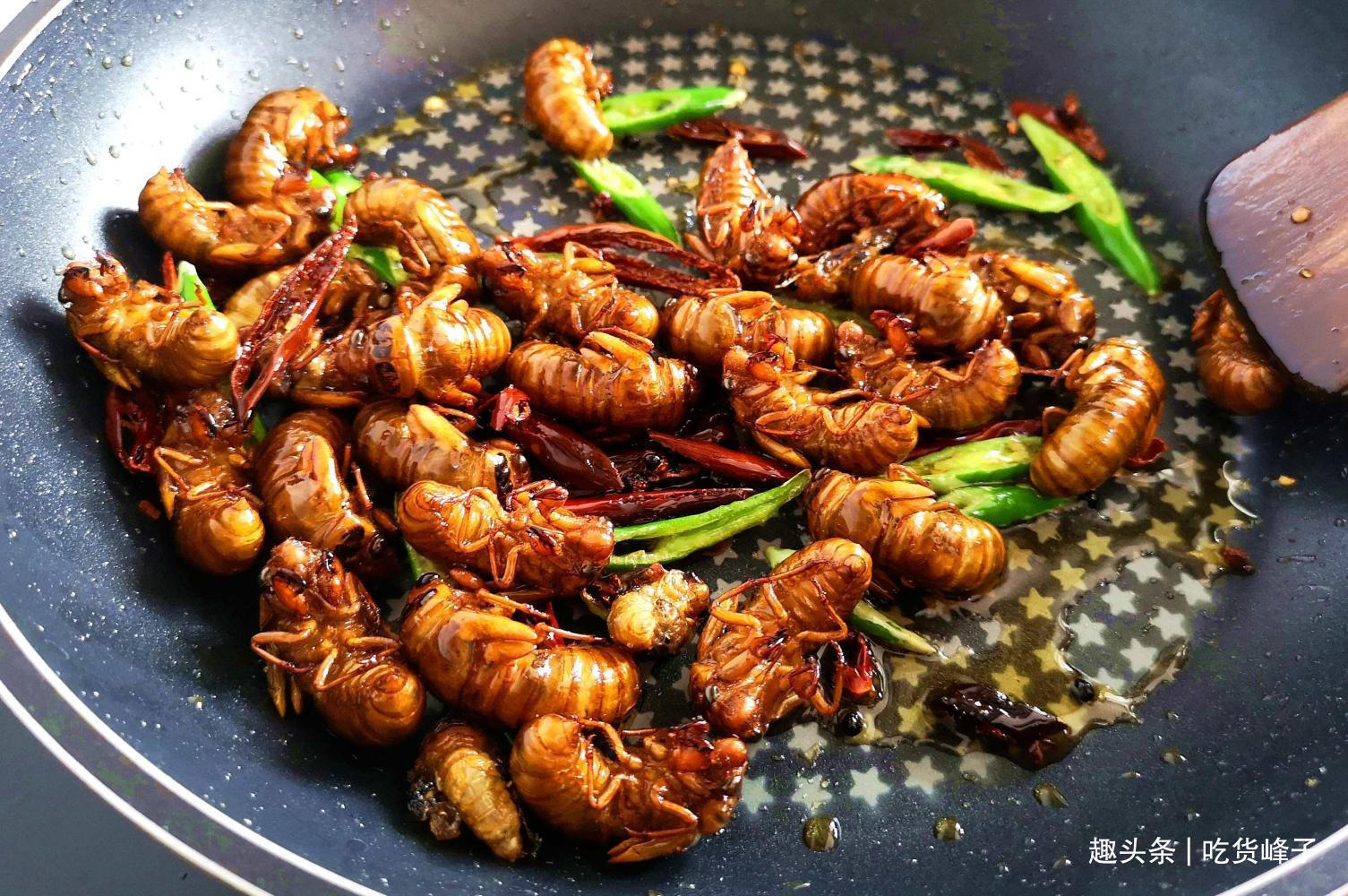 知了|地下蛰伏5年,知了能吃吗吃了对身体有何危害为了健康别再吃错