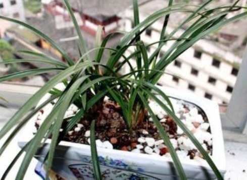 想刚种植的兰花服盆快,这个步骤不能漏,再做好缓苗,就能快服盆