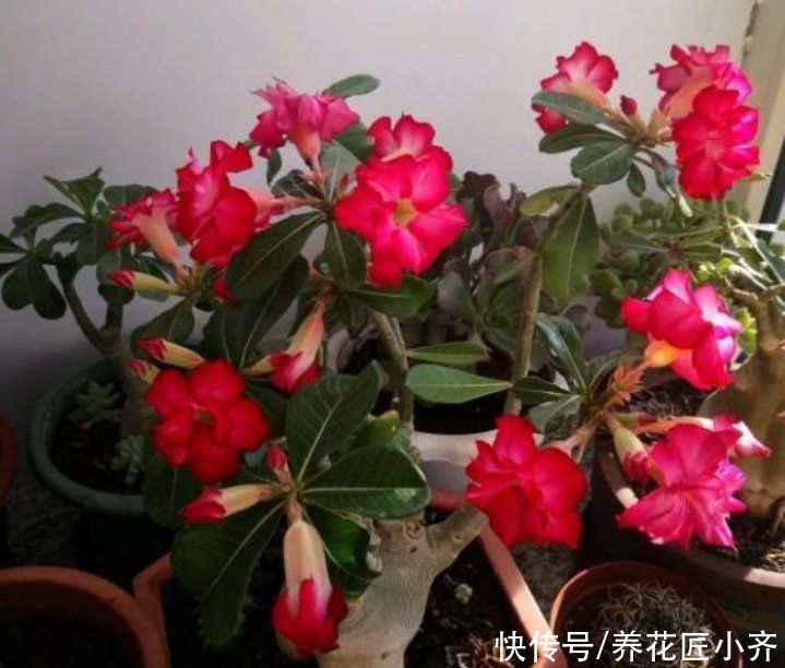 沙漠玫瑰春天不长?别偷懒,赶紧“大换盆”,晚了有可能救不活