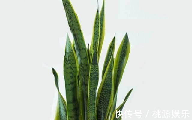 土质板结|万能养花之宝,盆里放一点,不黄叶、不烂根、不生虫还不用肥