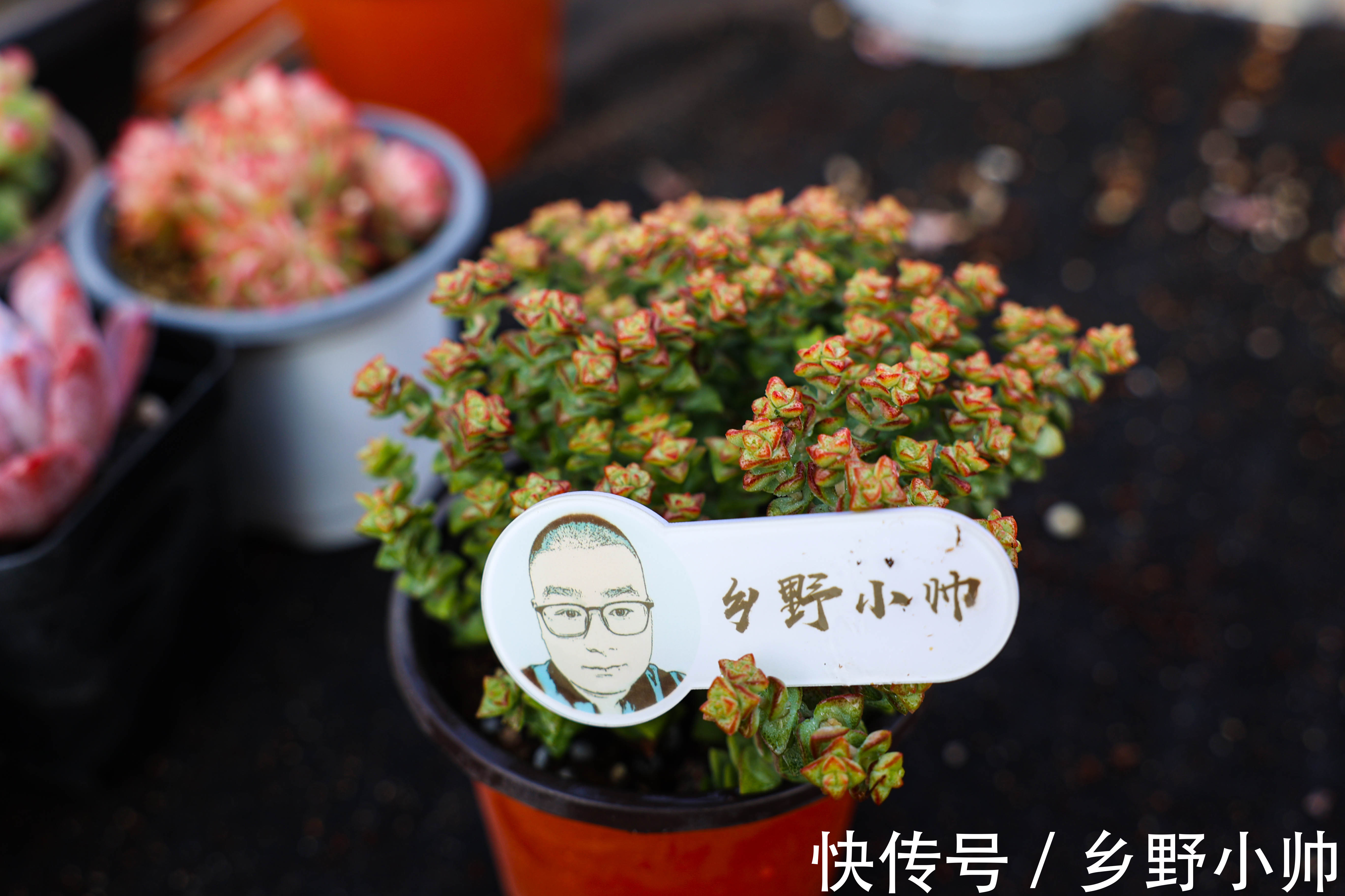 多肉叶片干瘪都是什么原因?从5点下手养护,收获冬季美肉