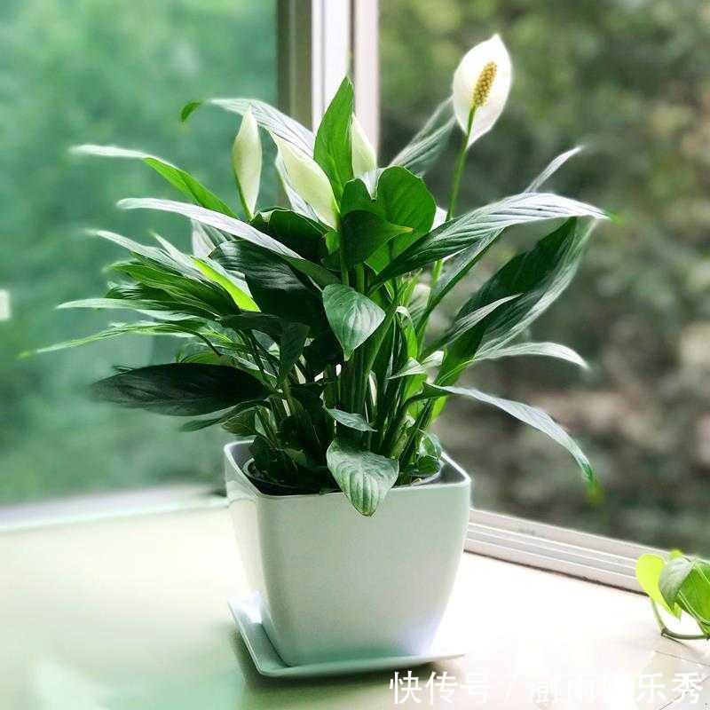 13种“阴冷花”,客厅没光照,长得更旺,越晒越难看