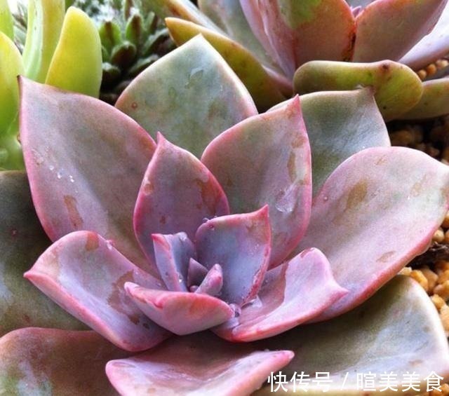 新芽|多肉初恋不长个,避开这“三怕”,猛蹿新芽,缀化成群生小老桩