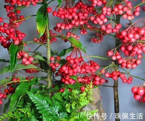 福气|年底养花,一盆红红火火添福气的“富贵籽”,你会养吗?