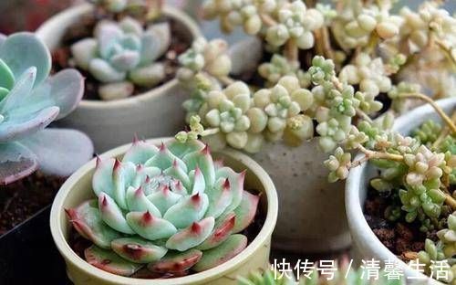 多肉植物|现在开始,养多肉植物给它浇一种水,一个月胖一圈