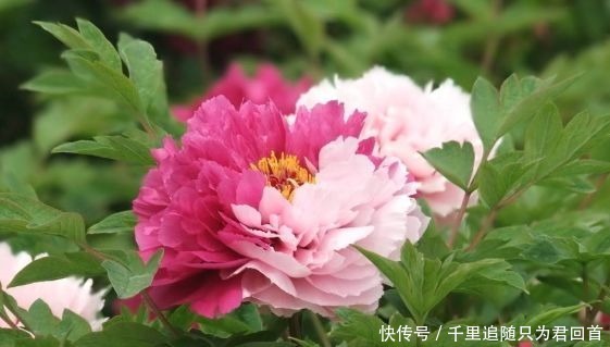 新手|新手养花,不如养盆花中精品“二乔”,花大色艳,耐寒耐旱