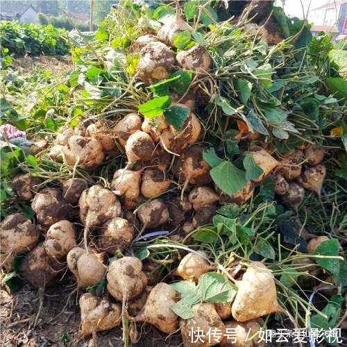 小时候|农村一野瓜,长在泥里可蔬可果营养丰富价值高,小时候看到流口水