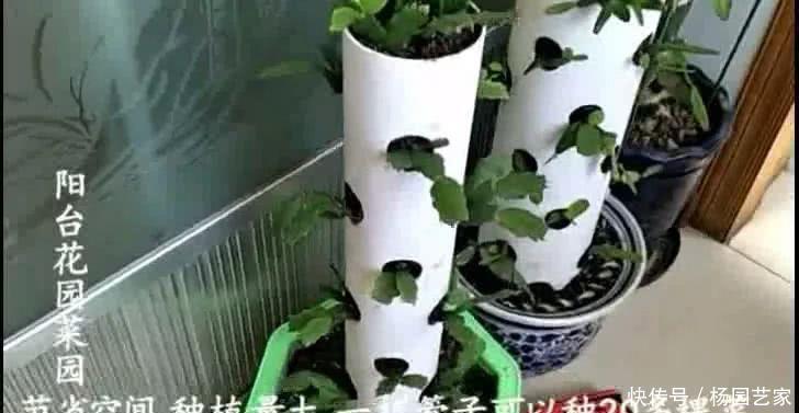 蟹爪兰|一段废管子,立体种植蟹爪兰,比嫁接的还漂亮,开起花来像瀑布