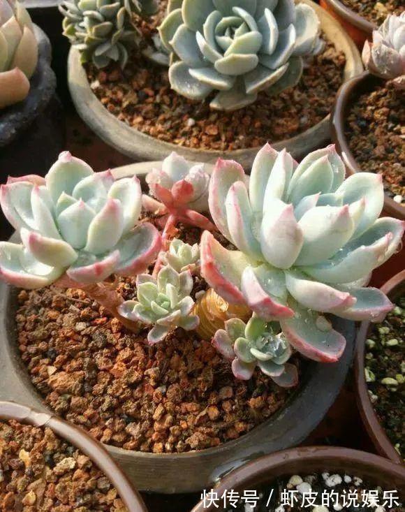 蜂窝煤种多肉,比颗粒土好用,疏松透气,10天根系长满盆