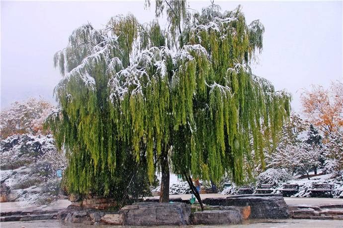 天街&天街小雨‖冯爱霞：听说你要来，我把窗打开（朗诵诗三首）