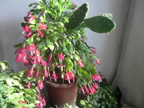 喜欢|给家里买“2盆花”,马上迎来盛花期,摆客厅很上档次,快看看吧