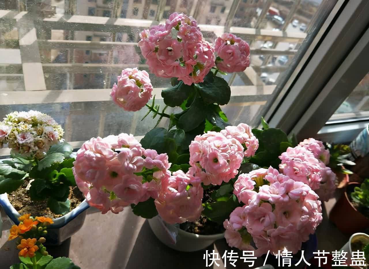 12种花，建议养一盆，不仅吸收废气，还有“旺财添福”的美好寓意