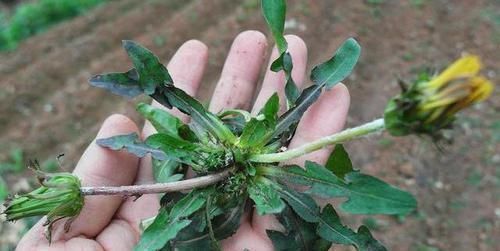 蒲公英|蒲公英和它是“搭档”,坚持泡水喝,肝脏“干净”了,人也年轻了