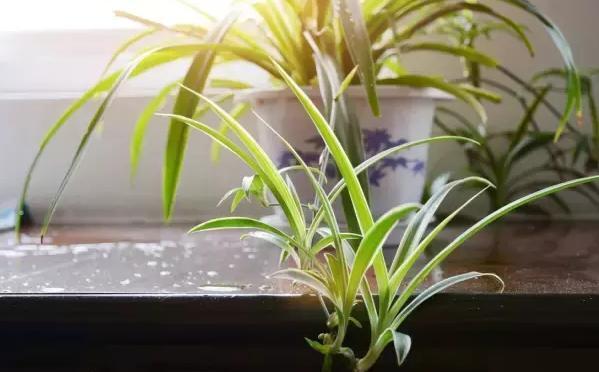 介质|居家盆栽想将旧土转化为新土掺杂进它们，变废为宝！