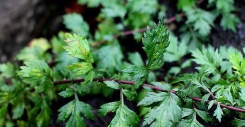 艾草|家中有艾叶，郎中不用来使用艾叶时，请记住6个字，效果会更好