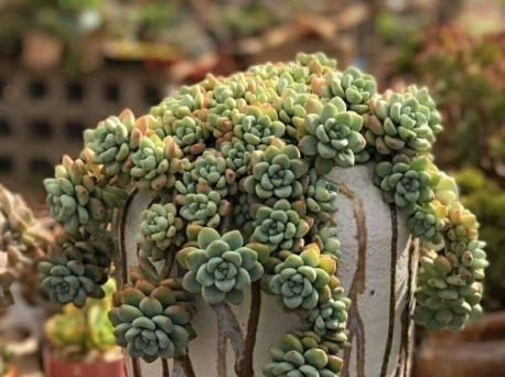 种多肉听我的，记住5个关键点，盆盆都成活，个个胖嘟嘟！