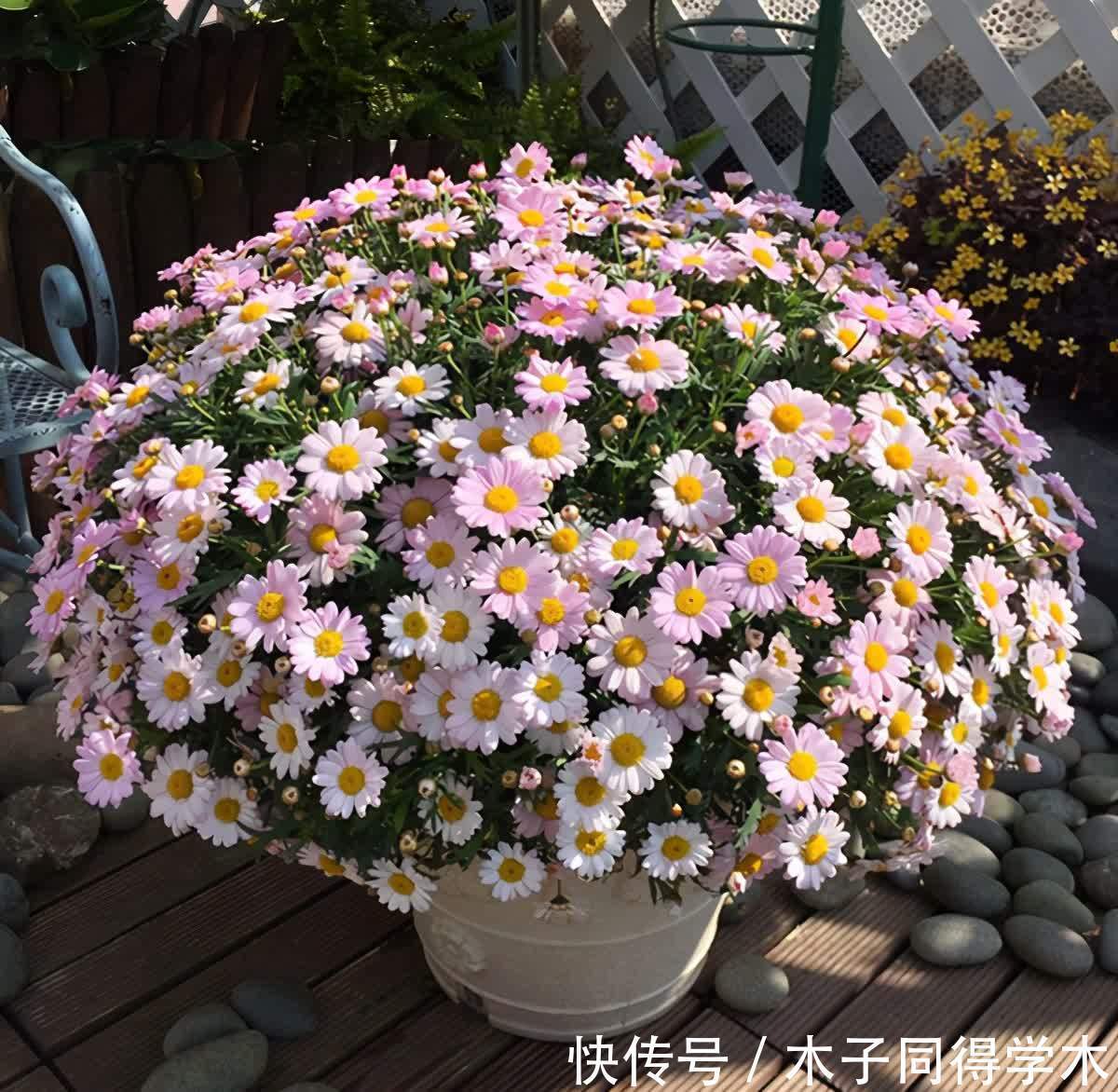 春天养玛格丽特,3多1少“爆花”小技巧,先长草球,再爆花球