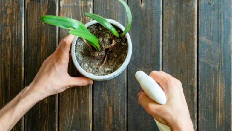 养花|路边土、园区土养花不够肥?掺点它,肥得流油,养啥旺啥