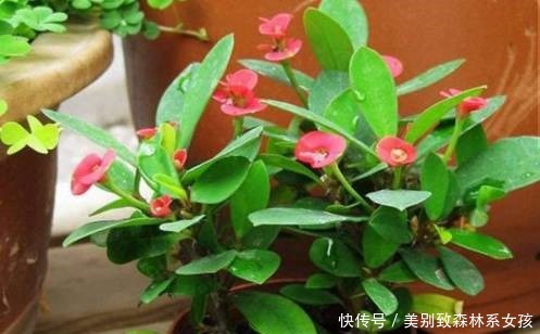 蚊虫|家家都有的1种东西，用来养花，比花肥还厉害，还能驱虫！