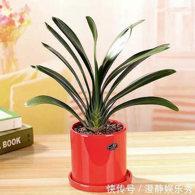 君子兰换土有讲究，选择这两个时间段换土，才能长得旺、开花美