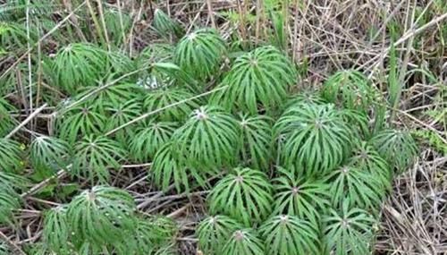 农村长得像“破雨伞”的一种草,祛风除湿,关节炎跑的比兔子还快