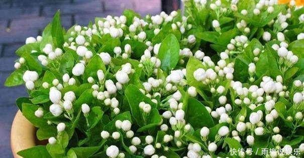 月季|摘心时1个方法，让月季，矮牵牛，茉莉植株壮，花开爆盆不是梦