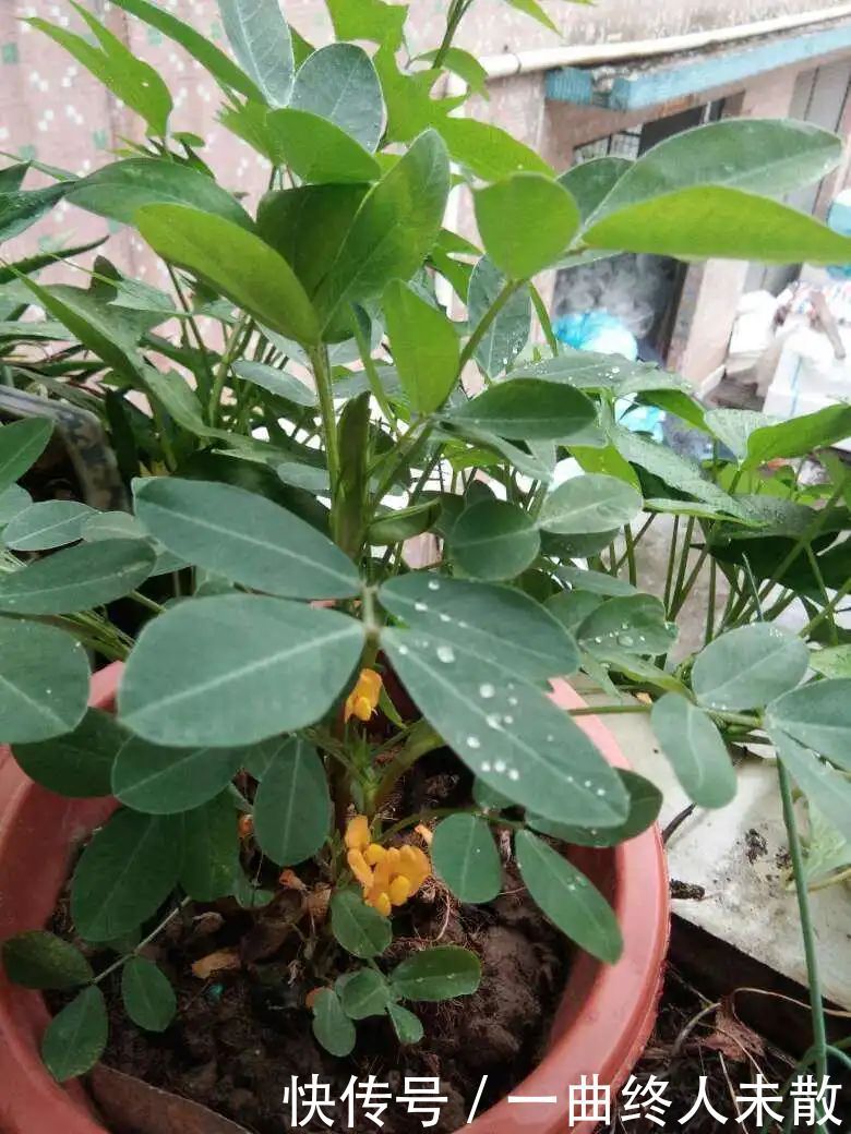 养花技巧1粒花生丢水里,比绿萝好看100倍,沤肥又能做菜