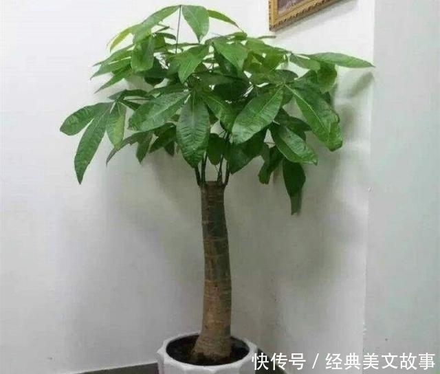 花卉|4种花，大户人家养的多，个个四季常青寓意好