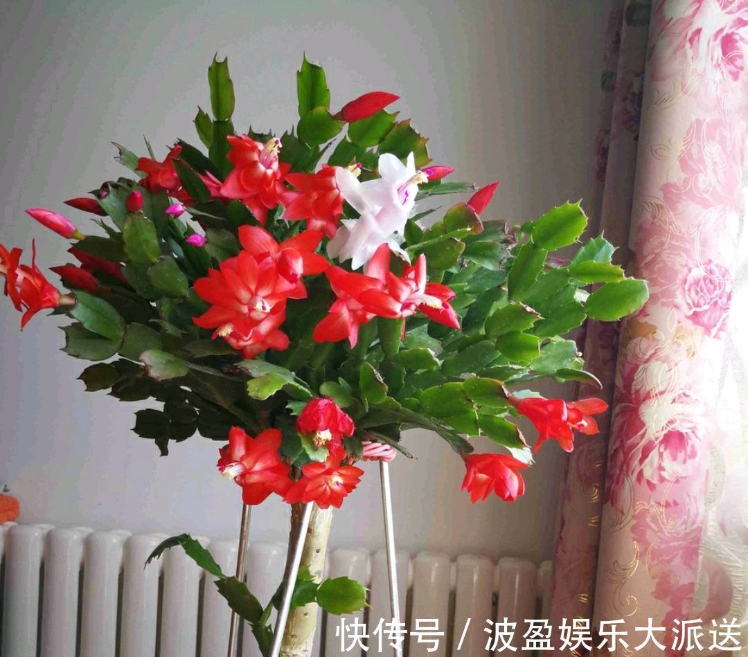 嫩叶|蟹爪兰在秋季什么时候摘嫩叶催花最好摘错嫩叶时机冬季难开花