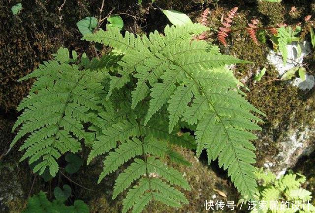 山上这种野草是制作盆栽的好材料，遇见了不要错过，能赚钱