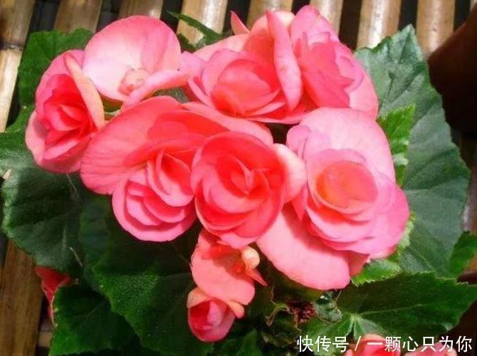 藤本|4种花是花中劳模,开花不断,花期长达200天,阳台养出小花园