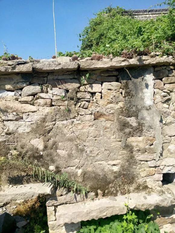 垂盆草|屋顶上的野草，人称“房神”，别再拔了，是福气！