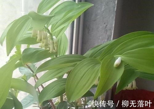 这花不一样!没有光也能长得猛,观赏价值高人称“玉竹花”!