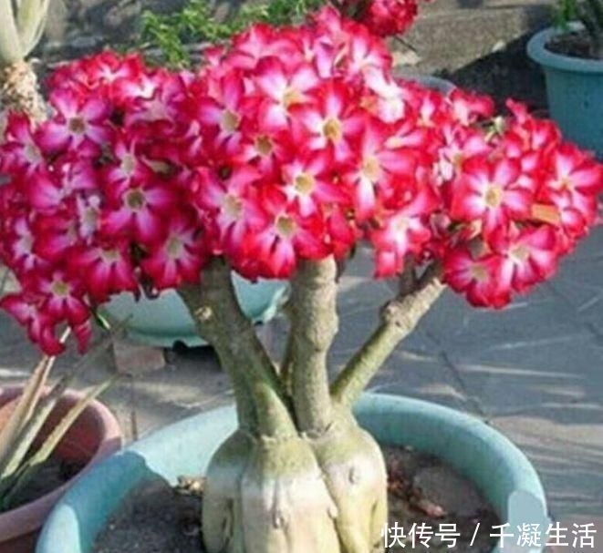 新手|7月就养3种花，耐热又耐旱，懒人新手都能养得好，开花不断