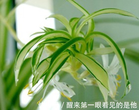 喜欢养护花卉,就在家中养护好养的3种花卉,太美了,很喜欢的花