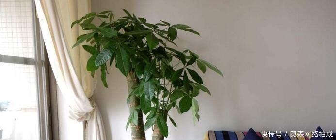 花友们|文竹、发财树,用这“水”养一养,一窜2米高,再也不黄叶!
