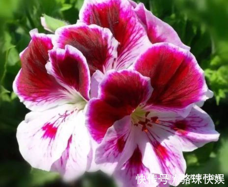 养花就养这几款,轻松长到大缸装不下,阳台变花园,太美了!