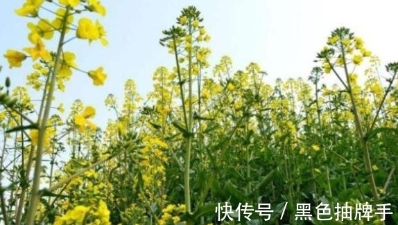 农历八月十一白露后,养什么花?以下3种花,健康如意福乐绵绵