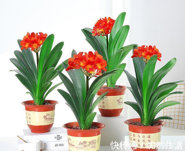 关键点|为什么君子兰不开花,因为你忽略这些关键点