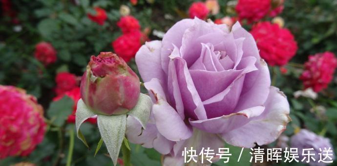 菊花|喜欢菊花，不如养盆“精品玫瑰”奥古斯玫瑰，似清新美人，美极了