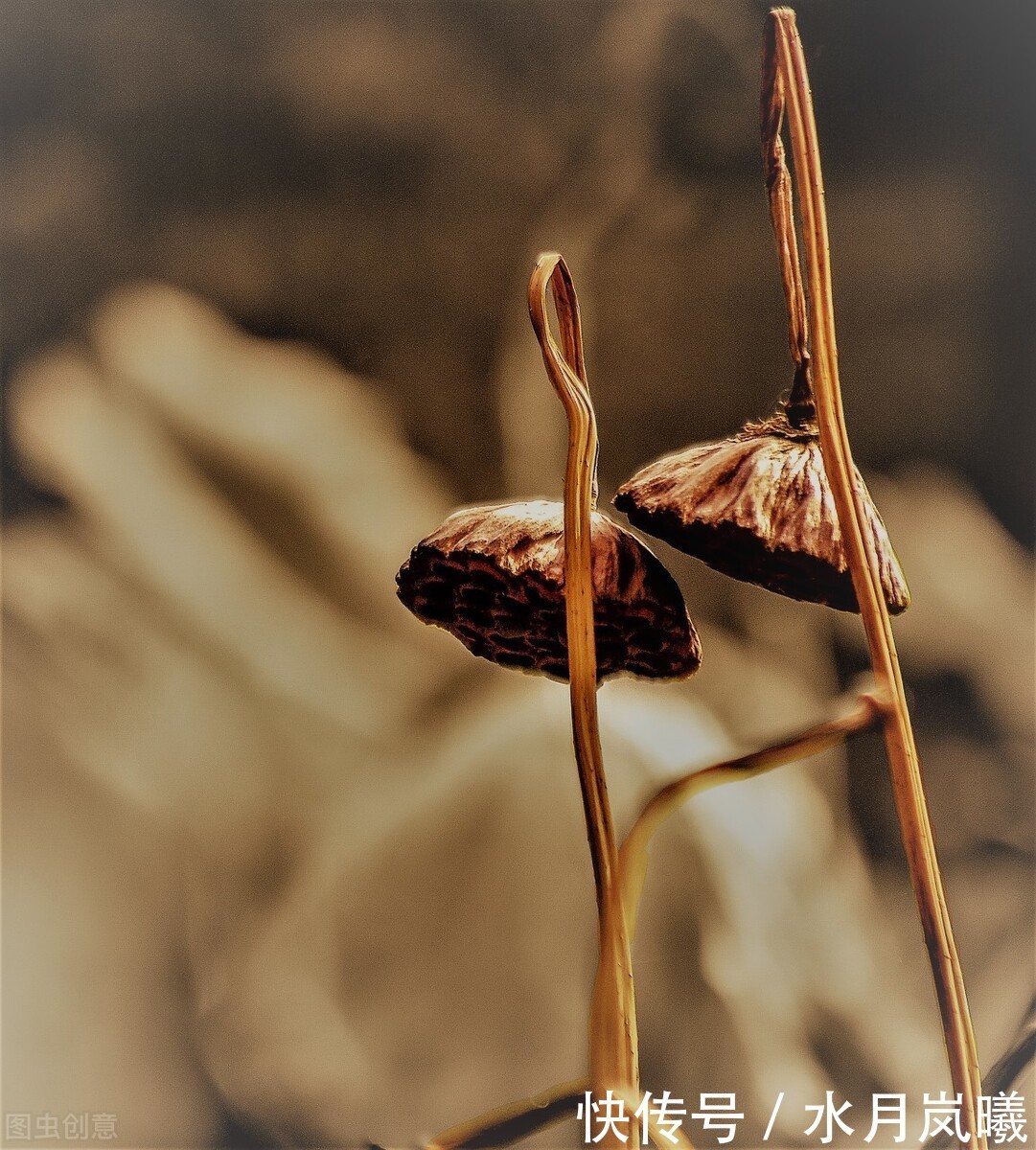 懂得|把自己活成一朵残荷,不为懂得,只为慈悲